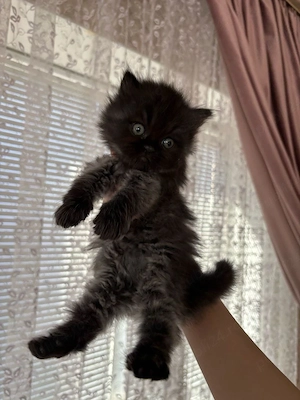 Maine Coon 