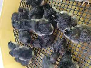 Pui de australorp  - imagine 2