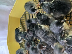 Pui de australorp 
