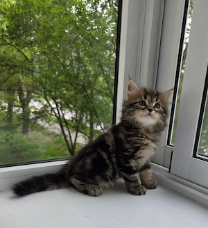 Maine Coon 
