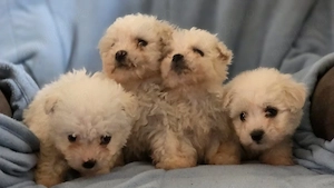 bichon maltez de vanzare rasa curata  - imagine 5