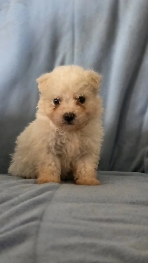 bichon maltez de vanzare rasa curata  - imagine 3