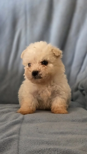 bichon maltez de vanzare rasa curata  - imagine 2