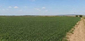 Teren 15.000 mp la 10 km de craiova-comuna mischii - imagine 4