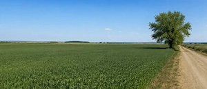 Teren 15.000 mp la 10 km de craiova-comuna mischii - imagine 5