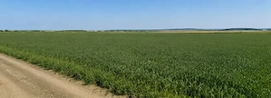 Teren 15.000 mp la 10 km de craiova-comuna mischii - imagine 6