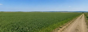 Teren 15.000 mp la 10 km de craiova-comuna mischii - imagine 7