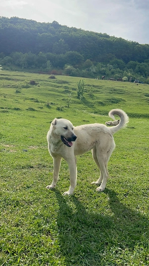 femela Kangal garantata de oi 