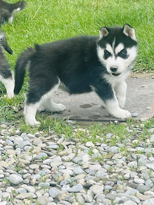 Pui rasa Husky Siberian - imagine 4
