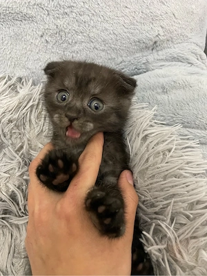 Vând pisică British Shorthair neagră, foarte frumoasă, jucăușă și iubitoare. 