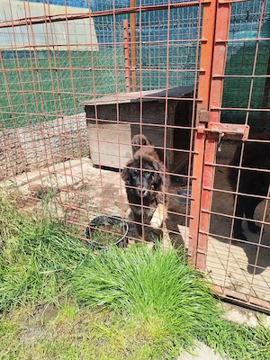 Femelă Mastiff Tibetan  - imagine 4