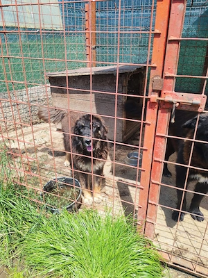 Femelă Mastiff Tibetan  - imagine 2