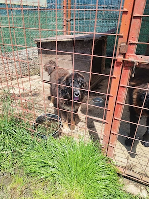 Femelă Mastiff Tibetan  - imagine 3
