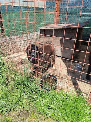 Femelă Mastiff Tibetan  - imagine 5