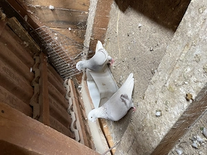 De vânzare Porobei voiajori stadar 