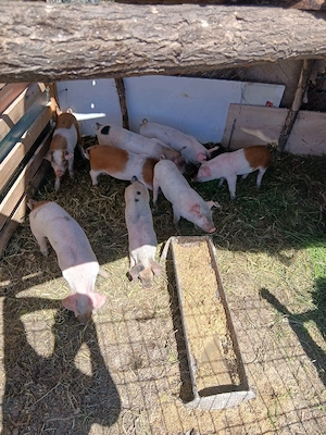 de vânzare 8 bucăți preț 250 lei bucata unul cu altul 12 15 kg unul aproximativ  - imagine 4