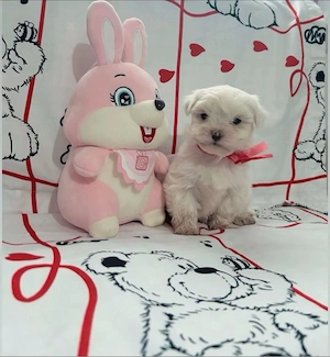 Pui Bichon 2 Luni  - imagine 2