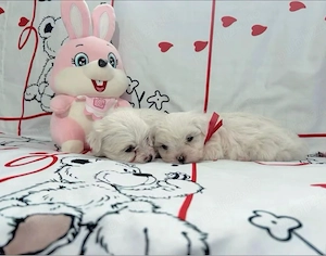 Pui Bichon 2 Luni 