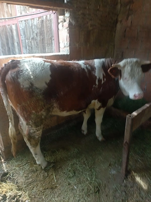 Vând două juninci