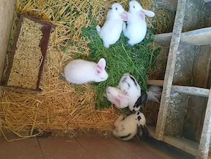 Iepurasi toate culorile