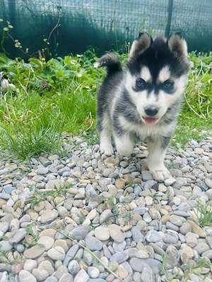 Pui rasa Husky Siberian - imagine 2