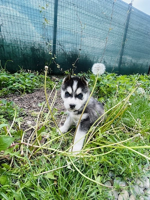 Pui rasa Husky Siberian - imagine 5