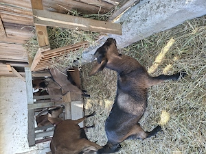 Iezi alpin francez de  vânzare  