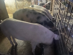 Scrofiță Duroc cu Pietrean