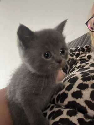 Două fetițe british shorthair