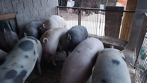 Porci pentru sacrificare - imagine 3