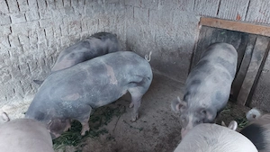 Porci pentru sacrificare