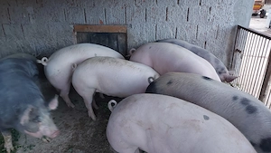 Porci pentru sacrificare - imagine 2