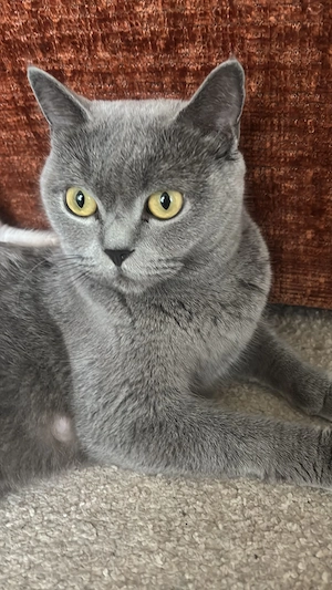Doneaz pisica british  shorthair 