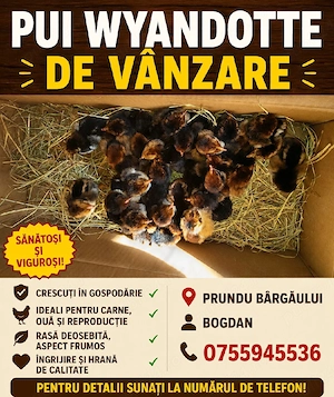 pui găini Wyandotte  - imagine 2