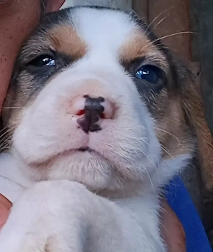 Pui Beagle  - imagine 2