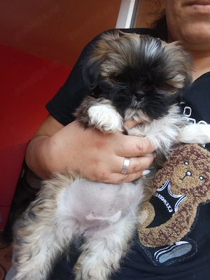 vand  catelusi  shih.tzu detin ambi parinti - imagine 2
