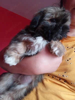 vand  catelusi  shih.tzu detin ambi parinti - imagine 3
