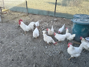 pui găini ouătoare Leghorn alb 