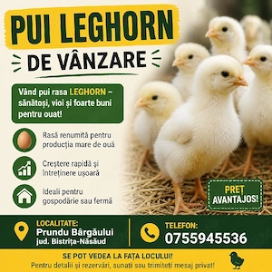 pui găini ouătoare Leghorn alb  - imagine 2