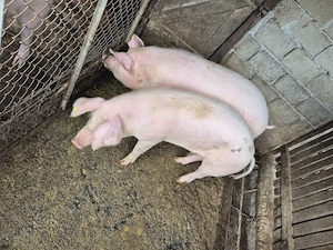 Porci de vanzare - imagine 3