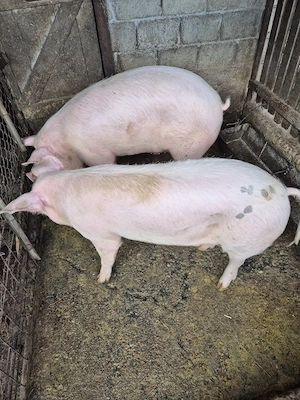 Porci de vanzare