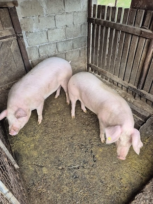 Porci de vanzare - imagine 4