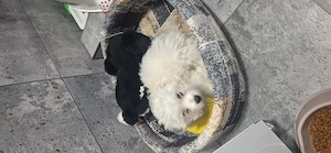 Vand cățel bichon mini toy - imagine 3