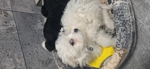 Vand cățel bichon mini toy - imagine 2