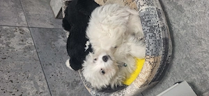 Vand cățel bichon mini toy
