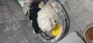 Vand cățel bichon mini toy - imagine 4