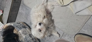 Vand cățel bichon mini toy - imagine 5