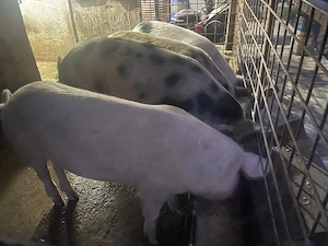Scrofiță Duroc cu Pietrean - imagine 2