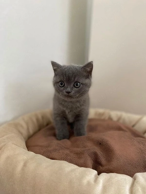 British Shorthair 