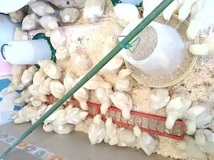 pui de gaina de carne